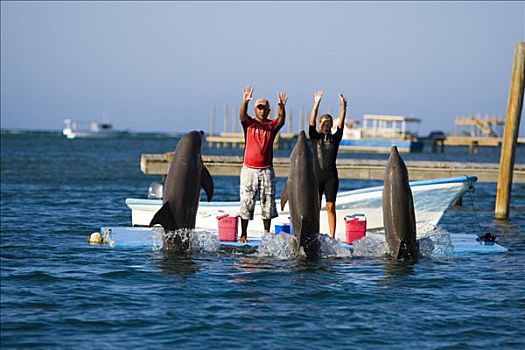 训练,海豚,普通,宽吻海豚,旅游,洪都拉斯,中美洲