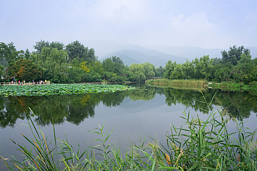 湖泊,湖,北京,植物园,秋季,夏季,夏天,秋天,蓝天,白云,草地,绿树,绿色,风景,雾天,雾气