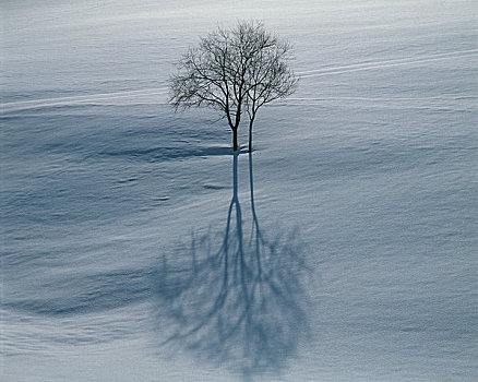 冬天,树