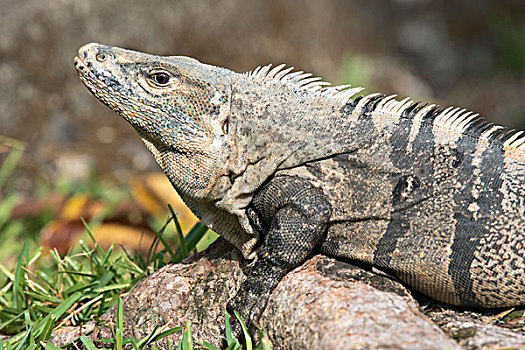 黑色,鬣蜥蜴,蓬塔雷纳斯省,哥斯达黎加,北美