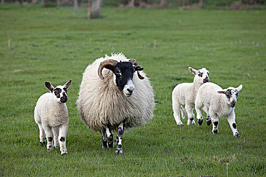 绵羊,羊羔,土地,诺森伯兰郡,英格兰