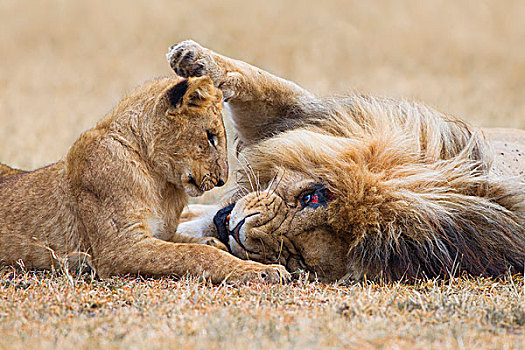 雄性,狮子,幼兽,马赛马拉国家保护区,肯尼亚