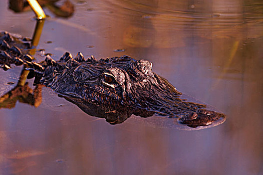 美国短吻鳄,大沼泽地国家公园,佛罗里达