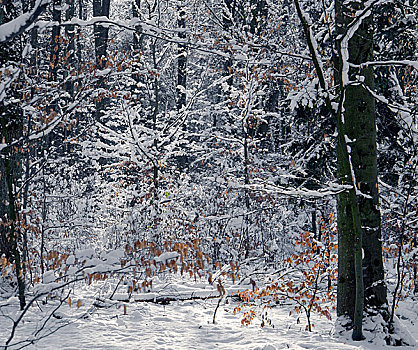 雪,树林