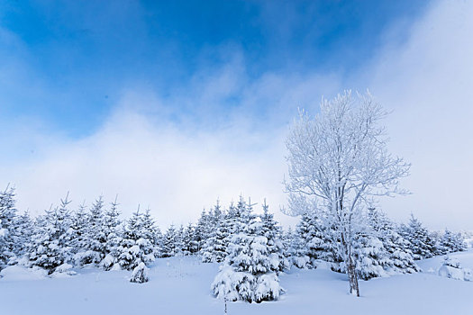 雪色世界