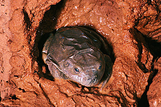 青蛙,皮肤,澳大利亚