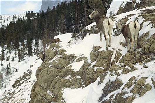 大角羊,牧群,雪,岩石,山坡,落基山脉,北美