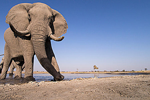 非洲,博茨瓦纳,乔贝国家公园,非洲象,喝,泥,水潭,萨维提,湿地