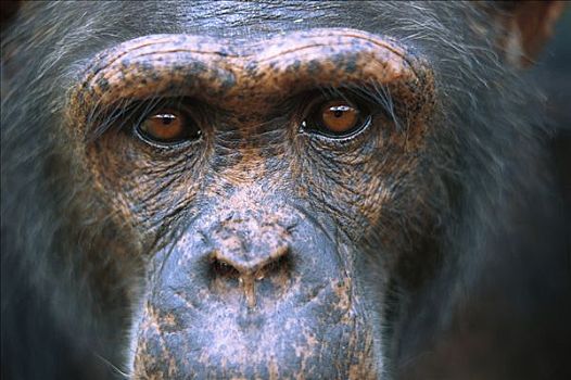 黑猩猩,类人猿,成年,雄性,加蓬