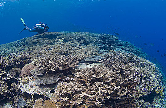 大量,珊瑚,巴布亚新几内亚