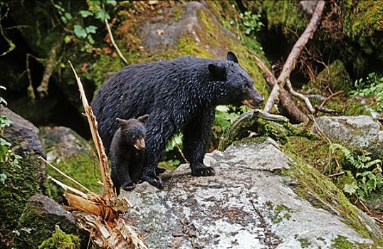 雌性,黑熊,桂皮,熊,美洲黑熊,幼仔,觅食,东南阿拉斯加