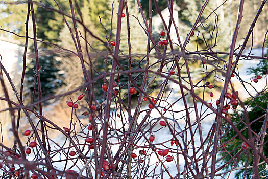 野玫瑰果,灌木,漂亮,冬天,背景
