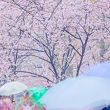 无锡鼋头渚雨中樱花风光