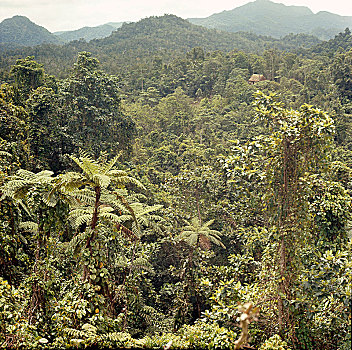 热带森林,斐济