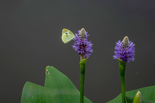 蝴蝶,蝶恋花