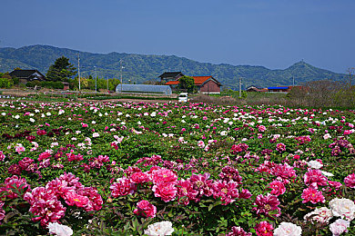 青菜图片