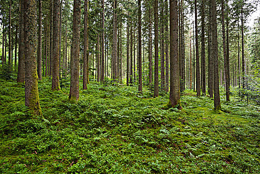 针叶林,夏天,苔藓,蕨类,靠近,黑森林,巴登符腾堡,德国,欧洲