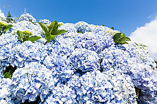 盛开,蓝色,绣球花,花,特写,蓝天