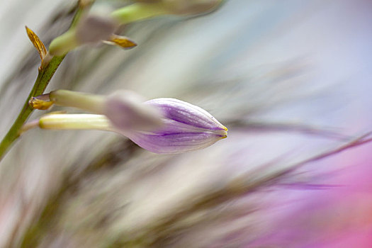 美丽的花卉紫玉簪特写