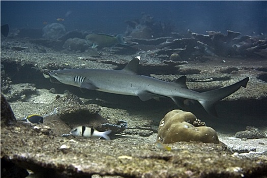 灰三齿鲨