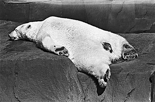 睡觉,北极熊,岩石上