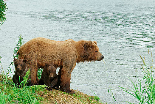 棕熊,女性,岸边,幼兽,湖,堪察加半岛,俄罗斯,欧洲