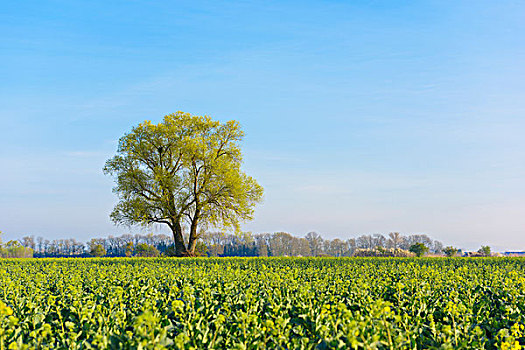 树,地点,绿色,农作物,早春,自然保护区,黑森州,德国