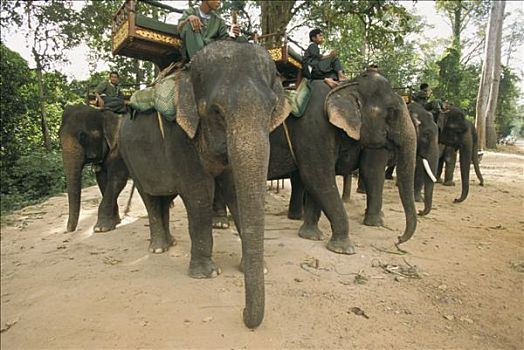 柬埔寨,收获,吴哥,大象,驾驶员
