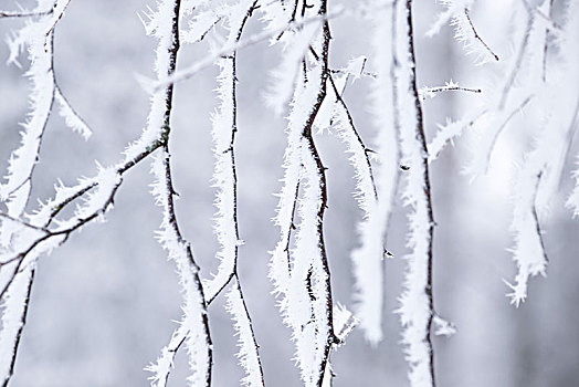 冰冻,桦树,细枝,遮盖,白色,白霜,模糊背景