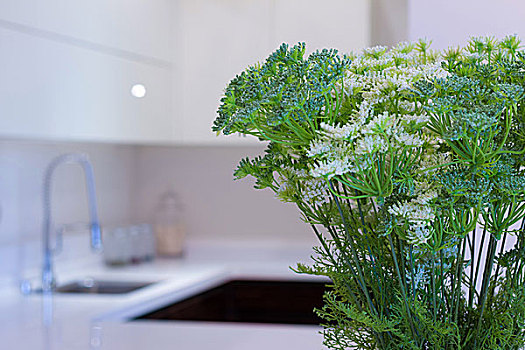 绿色植物,厨房