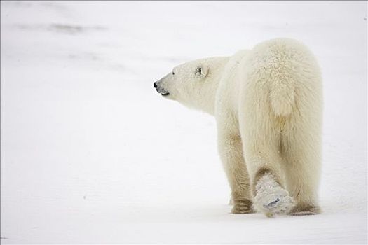 北极熊,旅行,哈得逊湾,海岸,北极,苔原,加拿大