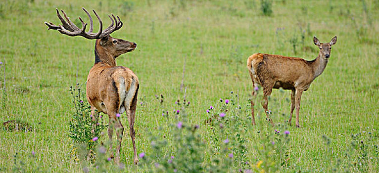 雄性,雌性,赤鹿,鹿属,鹿,站立,土地,巴伐利亚,德国