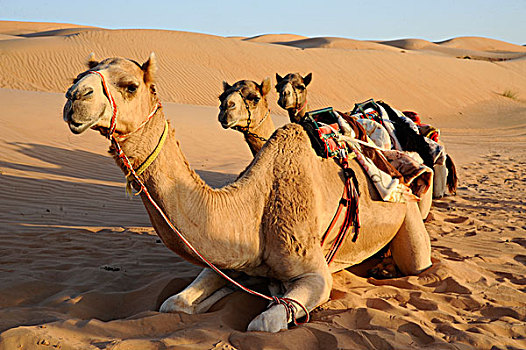 阿曼苏丹国,沙漠,骆驼,躺下,沙子