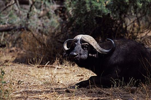 肯尼亚,水牛,春天,自然保护区,老,公牛,南非水牛,非洲水牛,休息