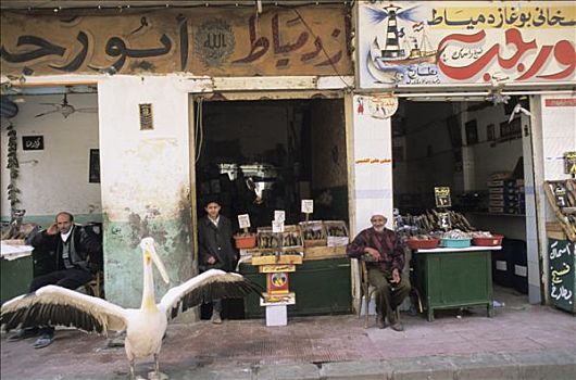 埃及,正面,货摊,看,鹈鹕,翼,街道