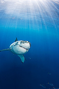 墨西哥,大白鲨,沙鲨属,瓜达卢佩岛
