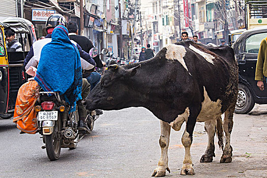 亚洲,印度,拉贾斯坦邦,黑白,母牛,街道,摩托车,人力三轮车,人力车
