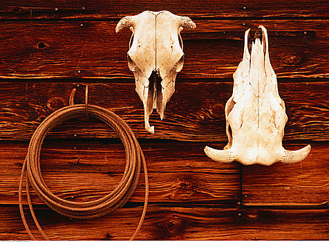 动物,头骨,悬挂,墙壁,道格拉斯湖牧场,不列颠哥伦比亚省,加拿大