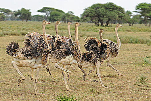 东方,非洲,鸵鸟,幼小,跑,塞伦盖蒂国家公园,坦桑尼亚