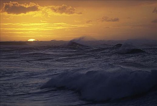 海龟湾,瓦胡岛