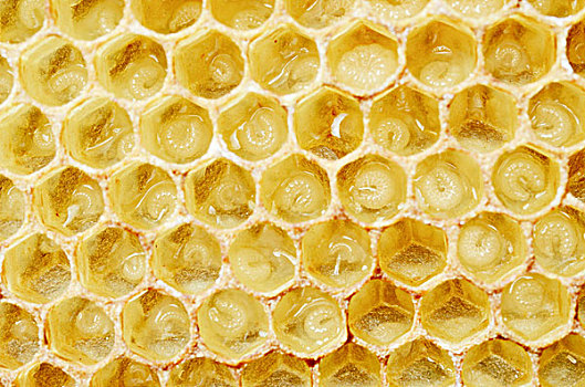 蜡,蜂巢,蜜蜂,意大利蜂,幼体,5-7岁,白天,胶冻