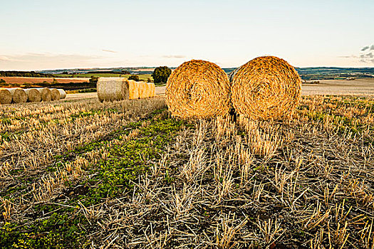 小麦,干草包,残梗地,纽顿,诺森伯兰郡,英格兰,英国,欧洲