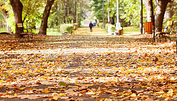 旧式,照片,秋天,公园