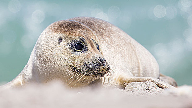 斑海豹,躺着,海滩,小动物,沙丘,岛屿,德国,欧洲