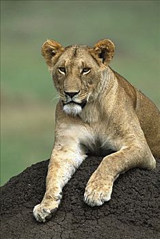 非洲狮,狮子,女性,成年,白蚁窝,马赛马拉国家保护区,肯尼亚