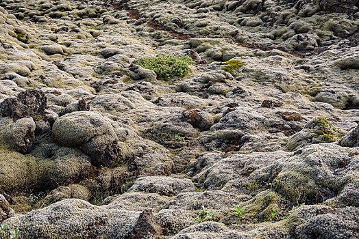 熔岩原,遮盖,苔藓,岩石上,夏天,冰岛
