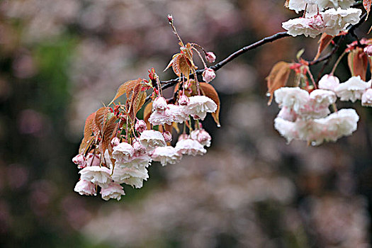 雨中樱花