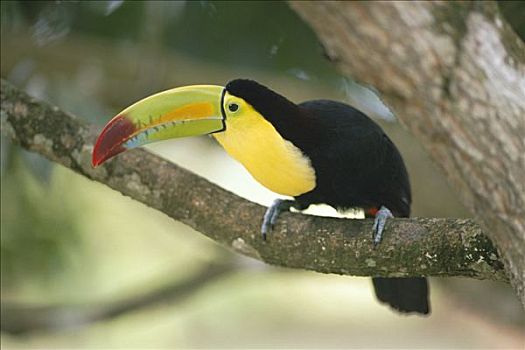 巨嘴鸟,栖息,树上,哥斯达黎加,雨林