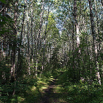 树,土路,赖丁山国家公园,曼尼托巴,加拿大