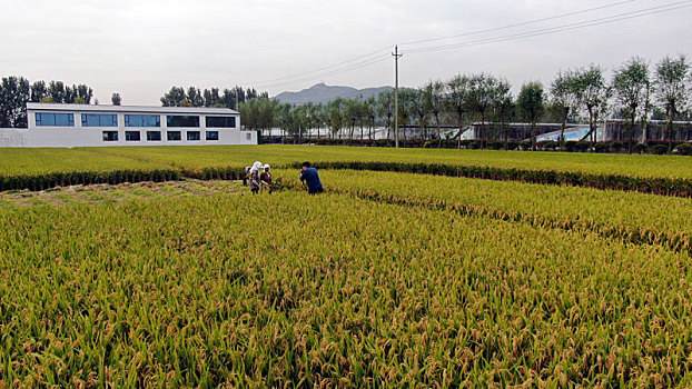 山东省日照市,万亩水稻喜获丰收,金色稻田一片繁忙